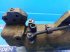 Hydraulik typu John Deere 2040, Gebrauchtmaschine v Hemmet (Obrázek 13)