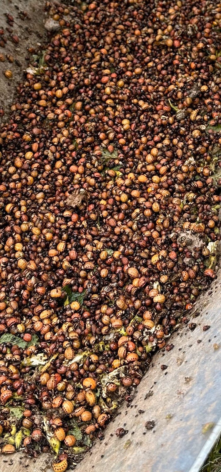 Kartoffelpflegetechnik of the type Beetle Collector HKSG-VE, Neumaschine in Halsbach (Picture 11)