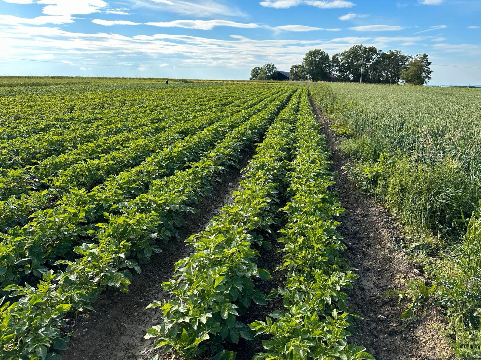 Kartoffelpflegetechnik des Typs Gallinger Maschinenbau Beetle Collector KSG 2, Neumaschine in Halsbach (Bild 11)