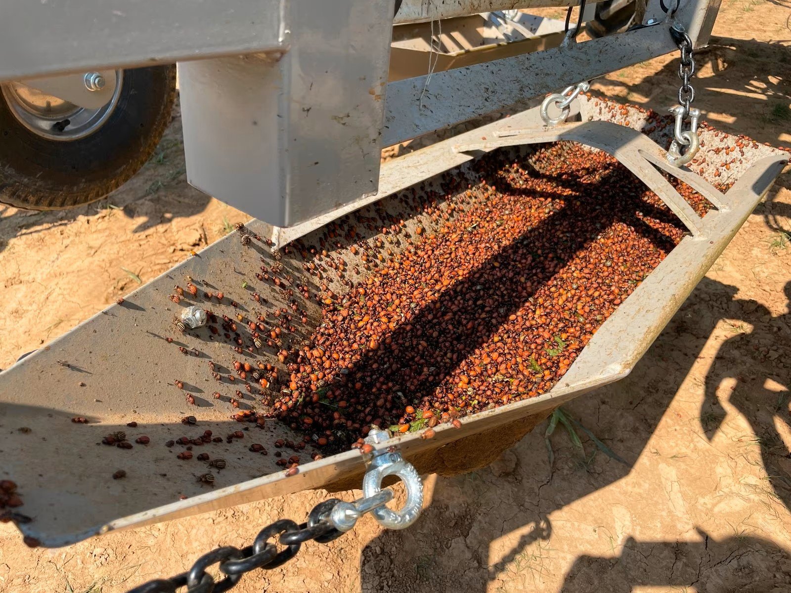 Kartoffelpflegetechnik del tipo Gallinger Maschinenbau Beetle Collector KSG 4, Neumaschine In Halsbach (Immagine 14)