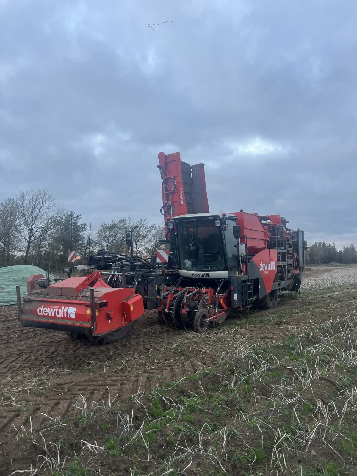 Kartoffelvollernter typu Dewulf RQA3060, Gebrauchtmaschine w Thisted (Zdjęcie 6)