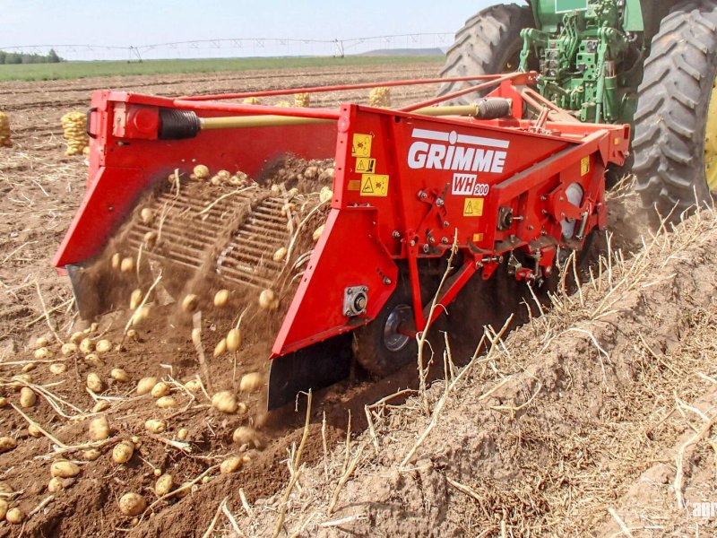 Kartoffelvollernter tip Grimme WH 200 trailed two-row windrower, 75 cm row spacing, 58 cm intake width, 4 spring-loaded disc coulters, Gebrauchtmaschine in Csengele (Poză 1)