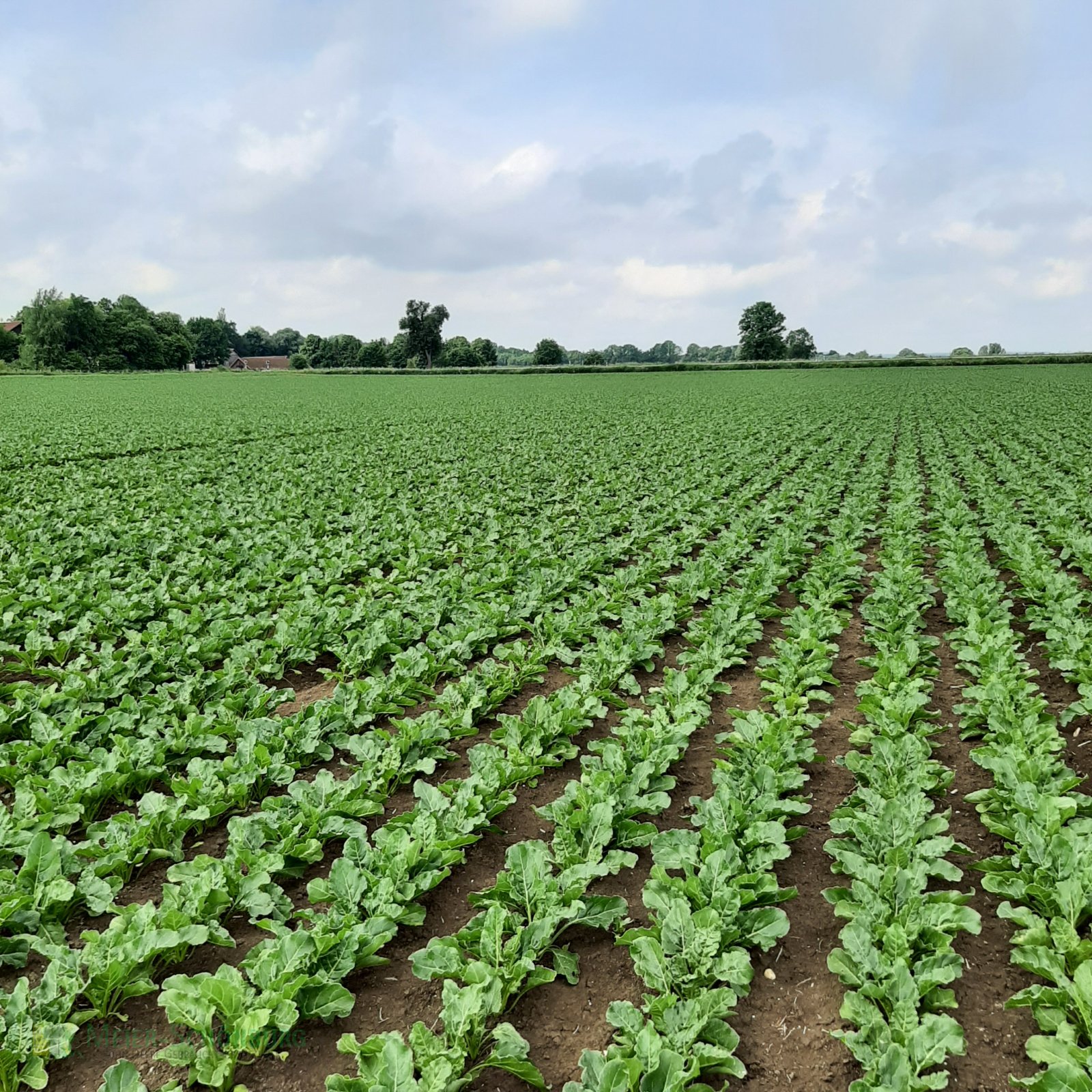 Kreiselegge del tipo Ortolan Gemini 2  500, Gebrauchtmaschine In Pocking (Immagine 10)