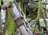 Kreiselheuer del tipo CLAAS 2800, Gebrauchtmaschine en BOWBURN (Imagen 13)
