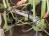 Kreiselheuer vrste CLAAS VOLTO 870, Gebrauchtmaschine v MORLHON LE HAUT (Slika 5)