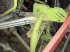 Kreiselheuer of the type CLAAS VOLTO 870, Gebrauchtmaschine in MORLHON LE HAUT (Picture 4)