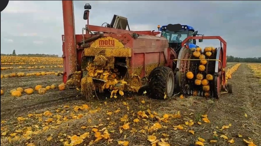 Kürbiskernerntemaschine des Typs Moty KE 3000 hydro, Gebrauchtmaschine in Petronell (Bild 2)