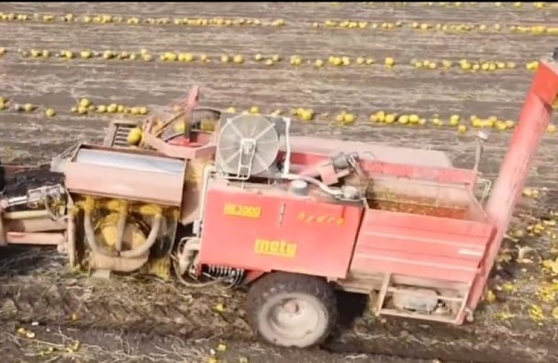 Kürbiskernerntemaschine des Typs Moty KE 3000 hydro, Gebrauchtmaschine in Petronell (Bild 3)