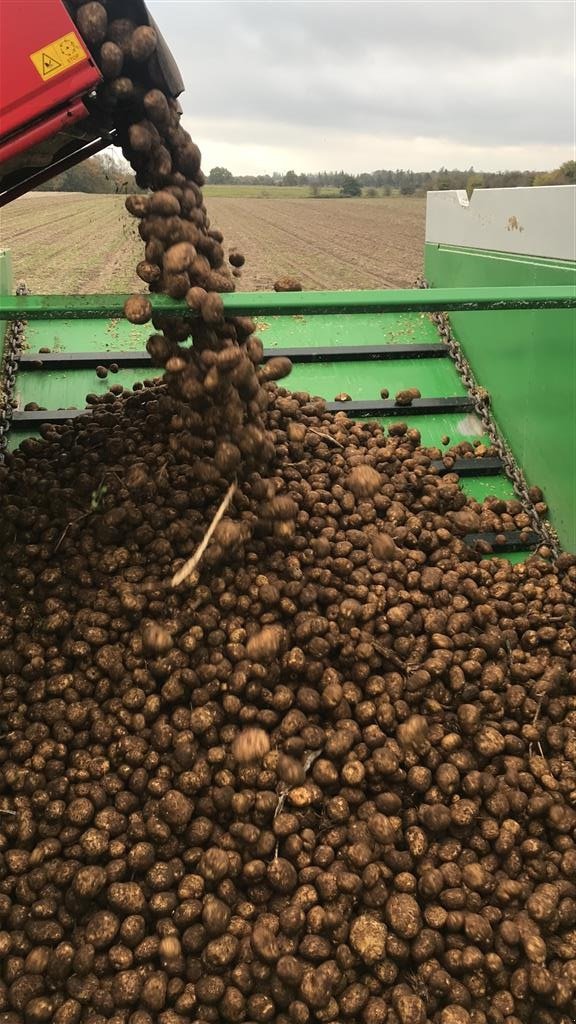 Ladewagen of the type Sonstige Greenloader overlæssevogne til majs og græs m.m., Gebrauchtmaschine in Løgumkloster (Picture 18)