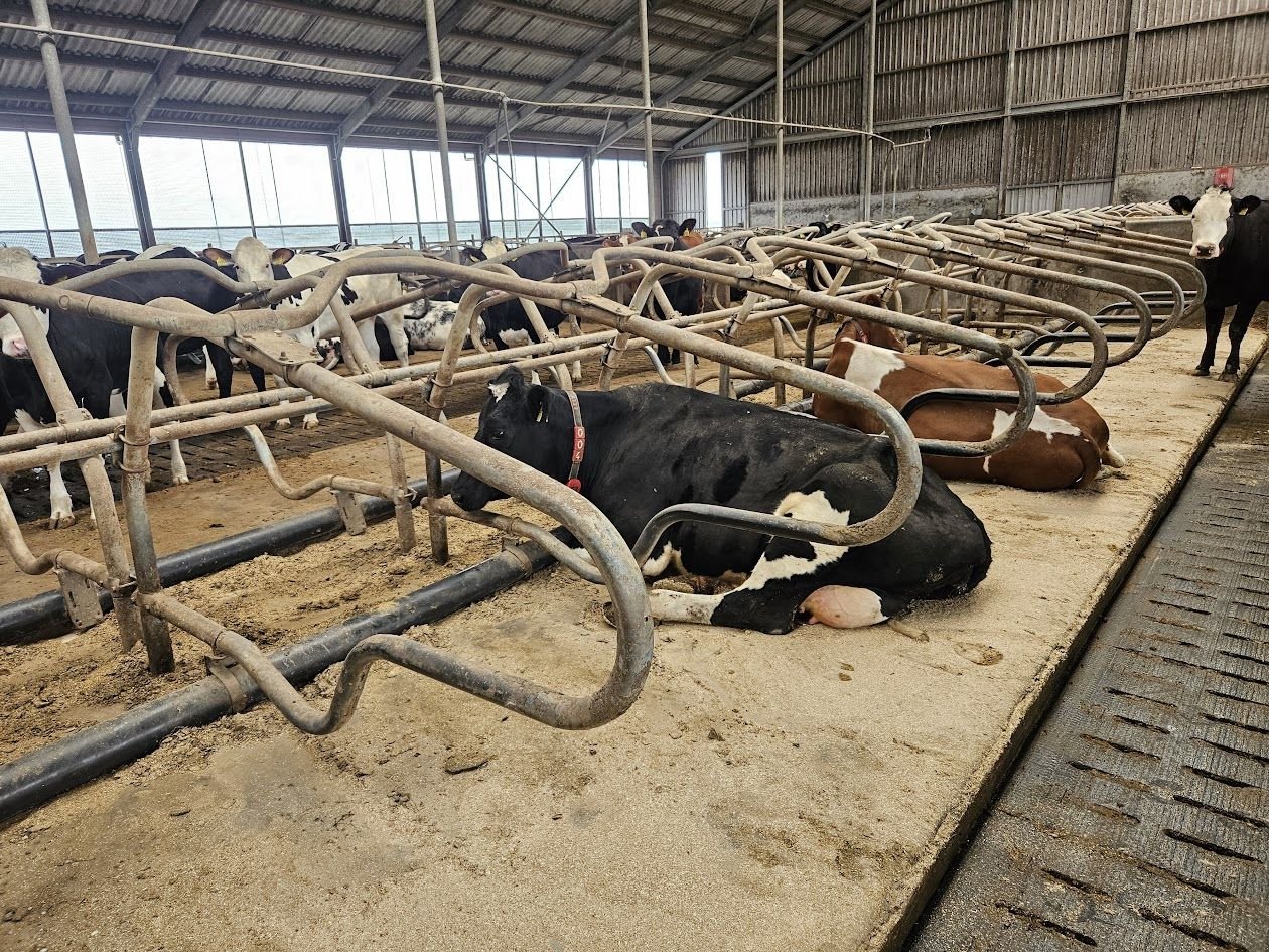 Mähaufbereiter & Zetter del tipo Sonstige Spinder Stalinrichting, Gebrauchtmaschine en Garnwerd (Imagen 1)