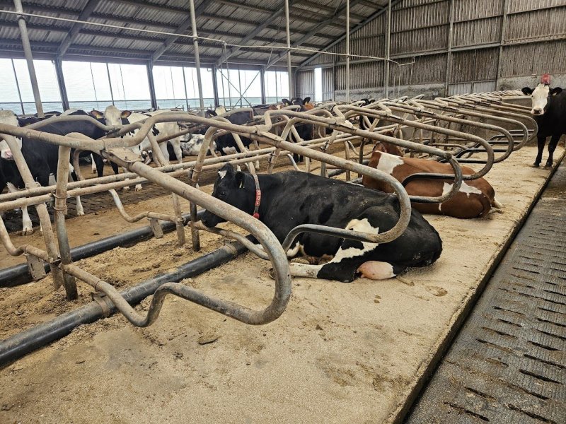 Mähaufbereiter & Zetter typu Sonstige Spinder Stalinrichting, Gebrauchtmaschine w Garnwerd