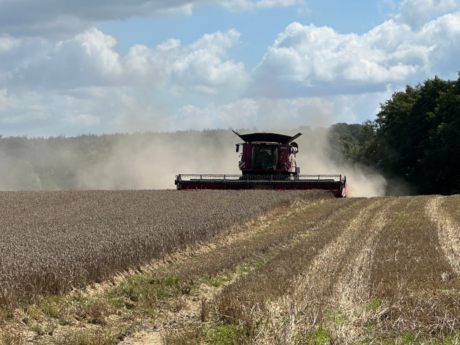 Mähdrescher Türe ait Case IH 8250 AXIAL-FLOW, Gebrauchtmaschine içinde Klempau (resim 3)