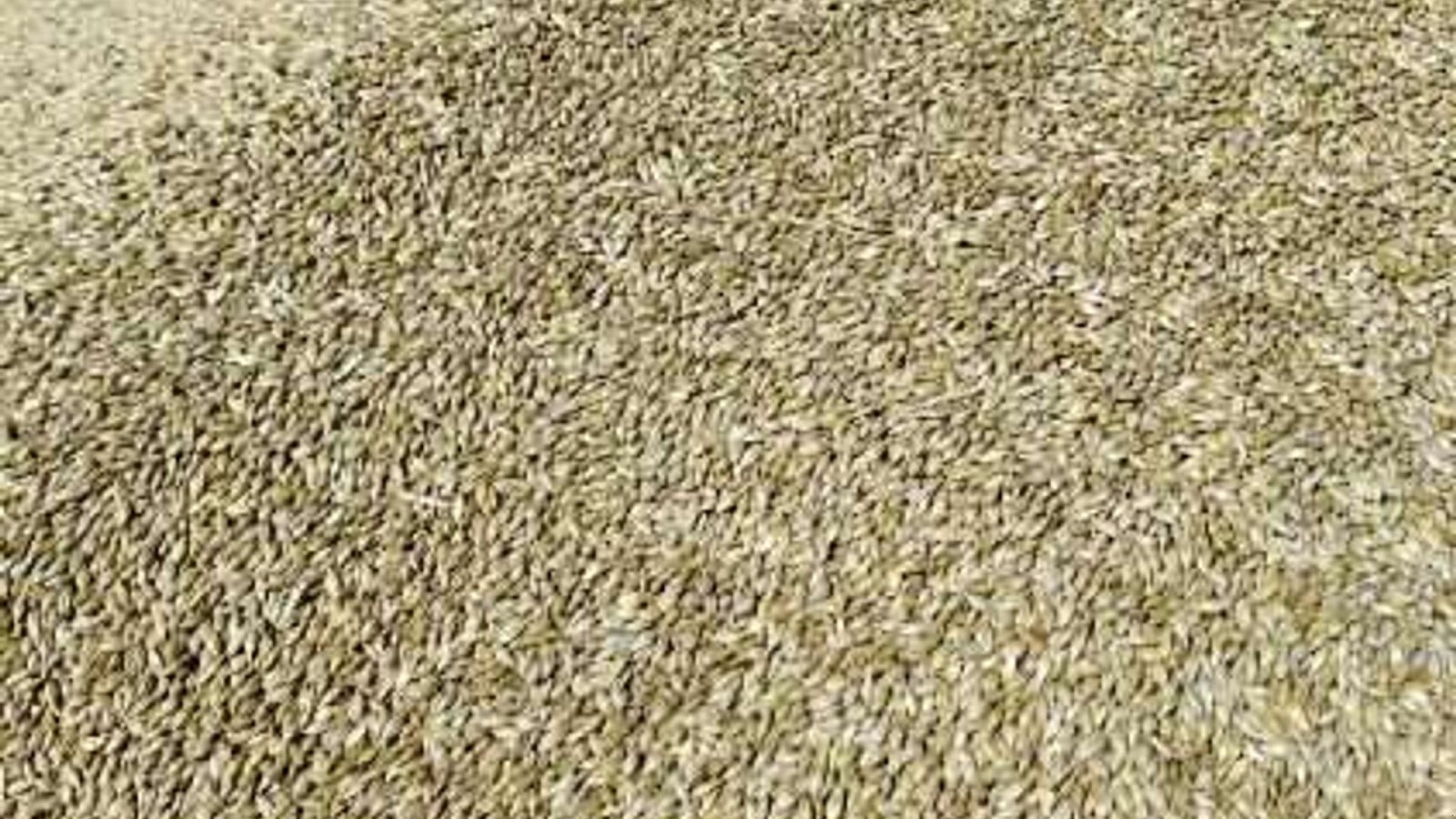 Mähdrescher typu Case IH AF10 Mejetærsker, Gebrauchtmaschine w Spøttrup (Zdjęcie 6)