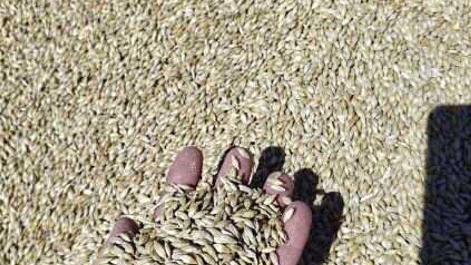 Mähdrescher typu Case IH AF10 Mejetærsker, Gebrauchtmaschine w Spøttrup (Zdjęcie 7)