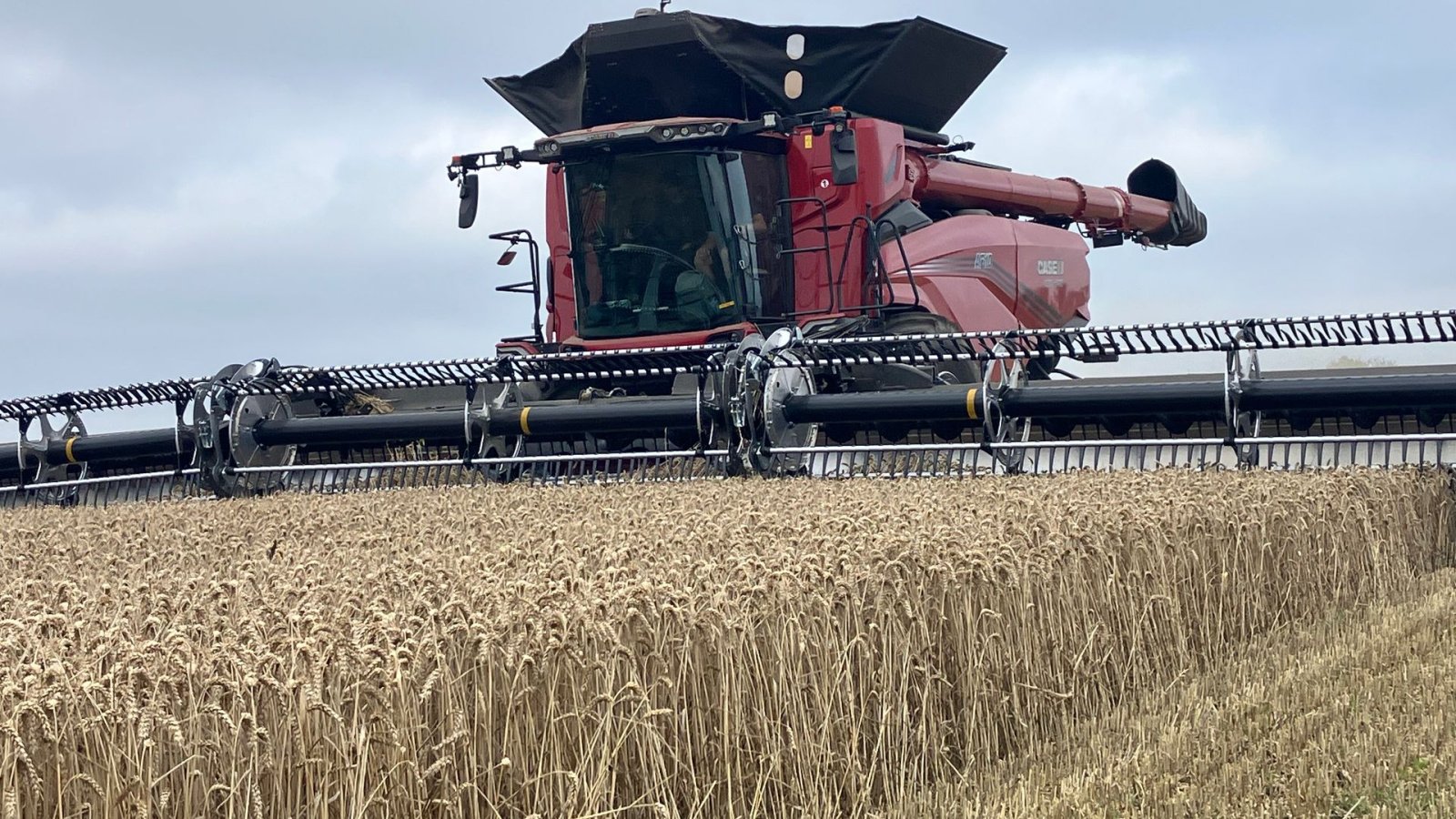 Mähdrescher typu Case IH AF10 Mejetærsker, Gebrauchtmaschine w Spøttrup (Zdjęcie 1)