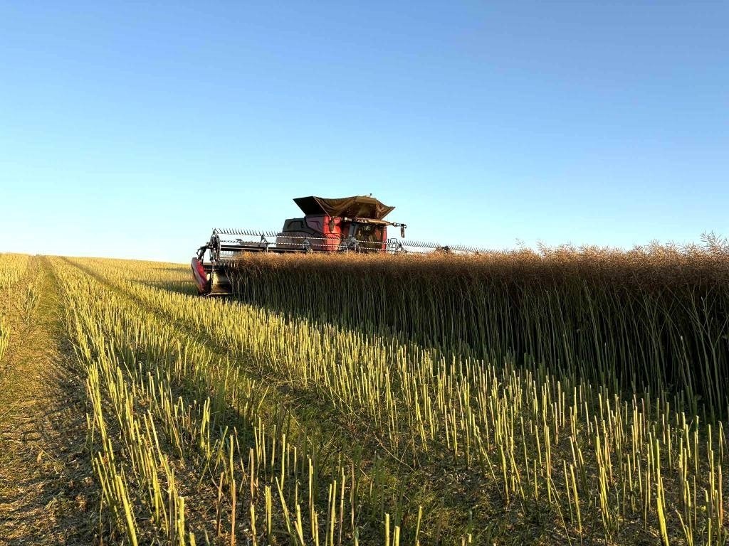 Mähdrescher Türe ait Case IH Axial Flow AF10, Gebrauchtmaschine içinde Vrå, Frejlev, Hornslet & Ringsted (resim 6)
