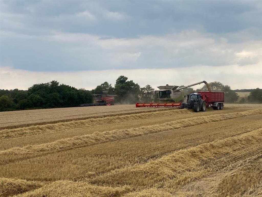 Mähdrescher of the type CLAAS MEJETÆRSKERE KØBES, Gebrauchtmaschine in Mariager (Picture 11)