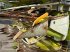 Maisgebiss του τύπου CLAAS ORBIS 750 AUTO CONTOUR 3T, Gebrauchtmaschine σε Bordesholm (Φωτογραφία 3)