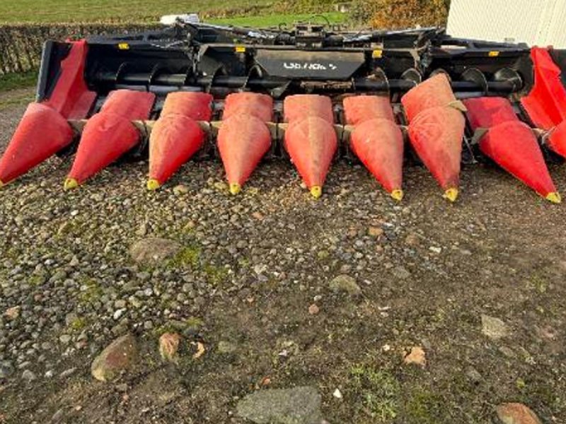 Maisgebiss des Typs Geringhoff 8 rækket 8 Rækket majsskærebord., Gebrauchtmaschine in Faaborg