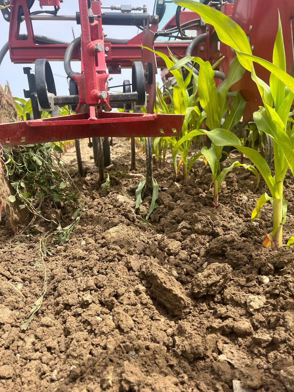 Maishackgerät типа Steketee EC Weeder 7, Gebrauchtmaschine в Mühlingen (Фотография 2)