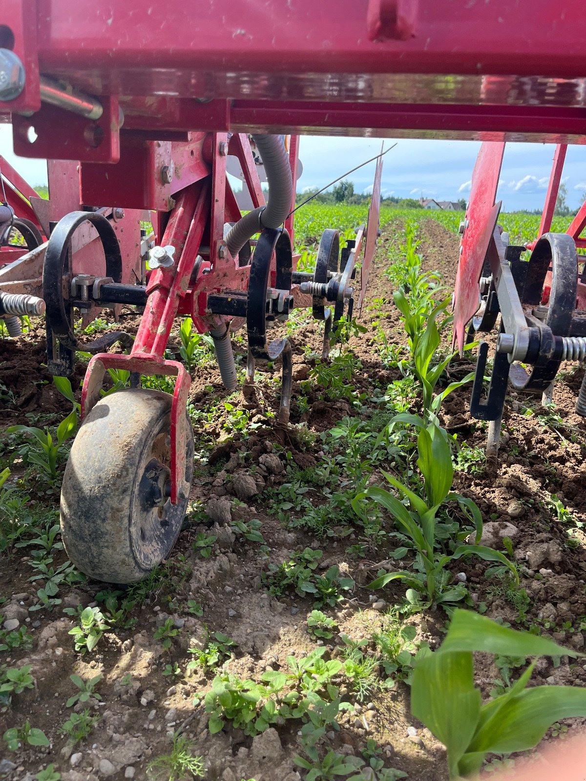 Maishackgerät типа Steketee EC Weeder 7, Gebrauchtmaschine в Mühlingen (Фотография 3)