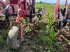 Maishackgerät типа Steketee EC Weeder 7, Gebrauchtmaschine в Mühlingen (Фотография 3)