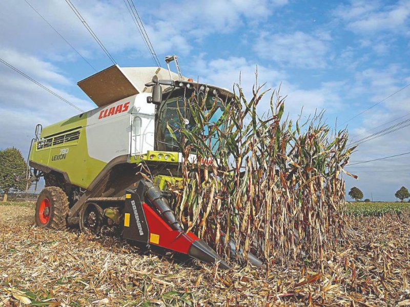 Maispflückvorsatz des Typs Dominoni 8 RANGS REPLIABLE BROYEUR 80cm, Gebrauchtmaschine in MARNAZ (Bild 1)