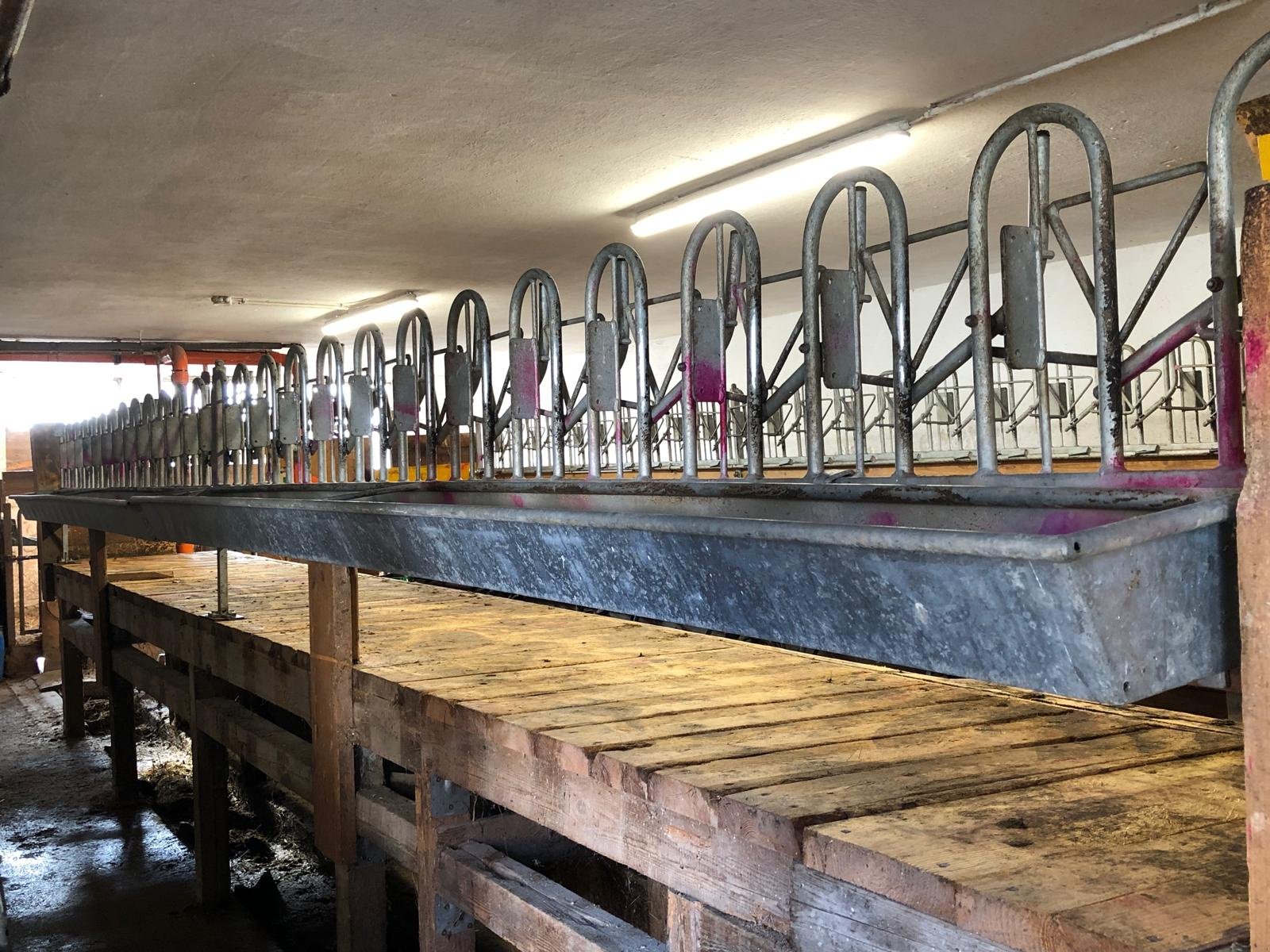 Melkstand typu Köhler Melkstandaufbau Ziegen/Schafe, Gebrauchtmaschine v Rappottenstein (Obrázek 1)