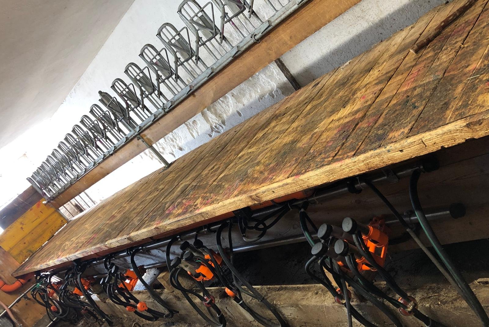 Melkstand typu Köhler Melkstandaufbau Ziegen/Schafe, Gebrauchtmaschine v Rappottenstein (Obrázek 2)