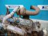 Motor und Motorteile типа Iveco 8061 SI05, Gebrauchtmaschine в Hemmet (Фотография 1)