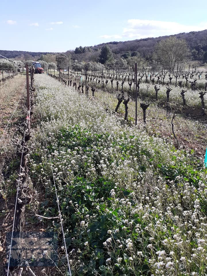 Mulcher del tipo TMC Cancela TPS-140D Mulcher /Schlegelmulcher für Obst- und Weinbau-Sonderangebot, Neumaschine en Schmallenberg (Imagen 16)