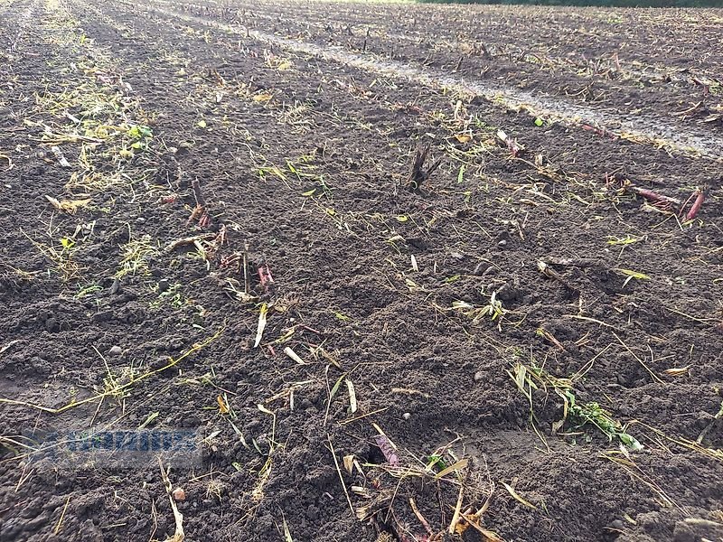 Packer & Walze des Typs Agroland Messerwalze PWN 530, Neumaschine in Sassenholz (Bild 13)