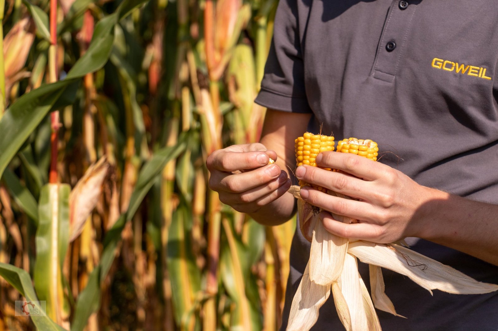 Press-/Wickelkombination of the type Göweil LT-Master F115 Maispresse Variable Ballengröße, Neumaschine in Tiefenbach (Picture 17)