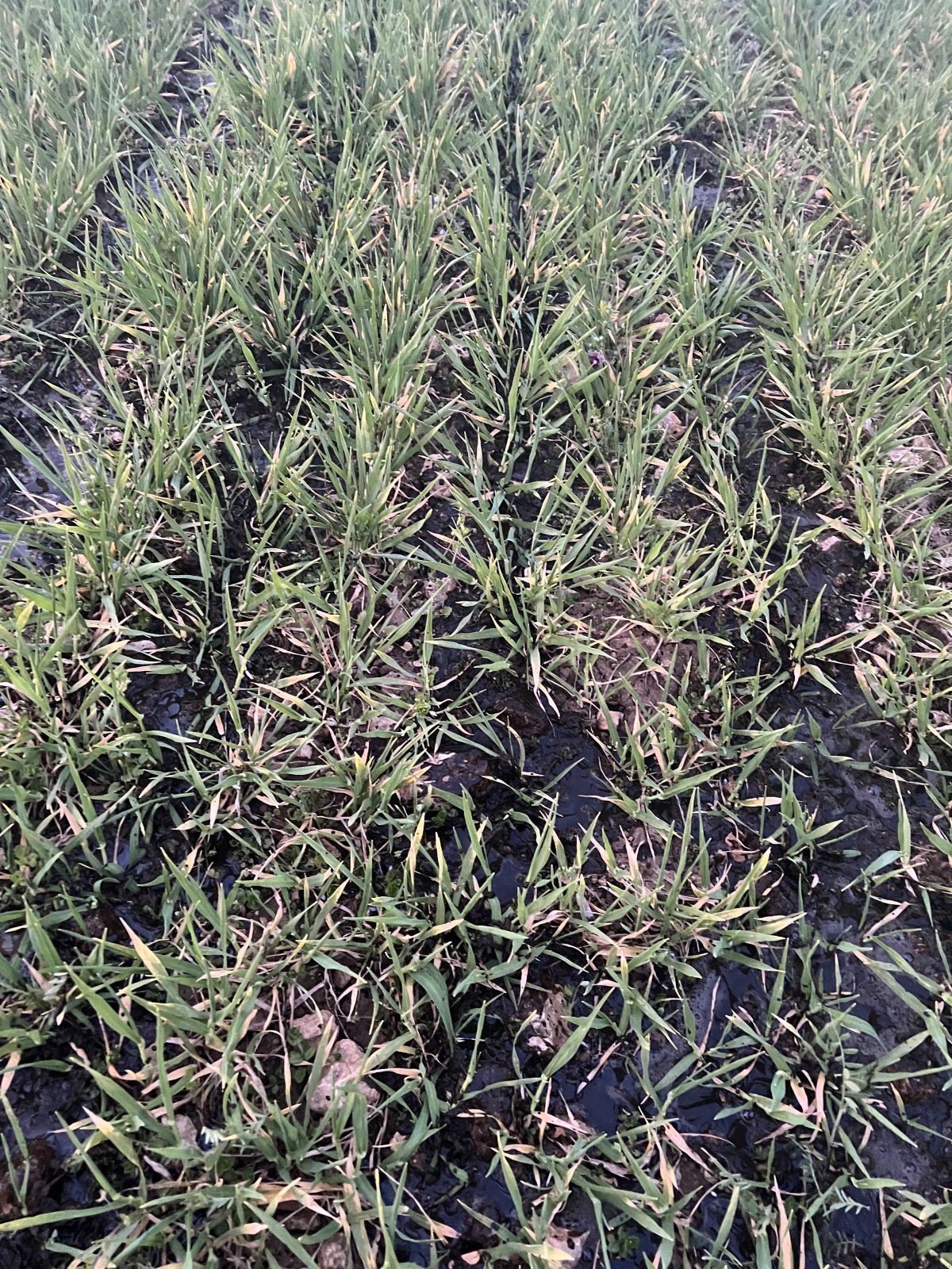 Pumpfass typu Farmtech Ultracis 1200, Gebrauchtmaschine v Offenhausen (Obrázek 4)