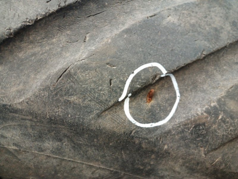 Rad des Typs Sonstige 22.5"   600/50-22.5, Gebrauchtmaschine in Hemmet (Bild 9)