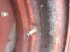 Rad des Typs Sonstige 38"   750/65R38, Gebrauchtmaschine in Hemmet (Bild 12)