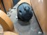 Radlader za tip Case IH CASE 621E, Gebrauchtmaschine u Ringe (Slika 16)