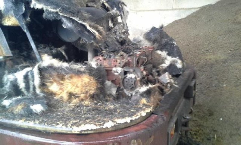 Radlader of the type Terex AL160, Gebrauchtmaschine in Viborg (Picture 7)