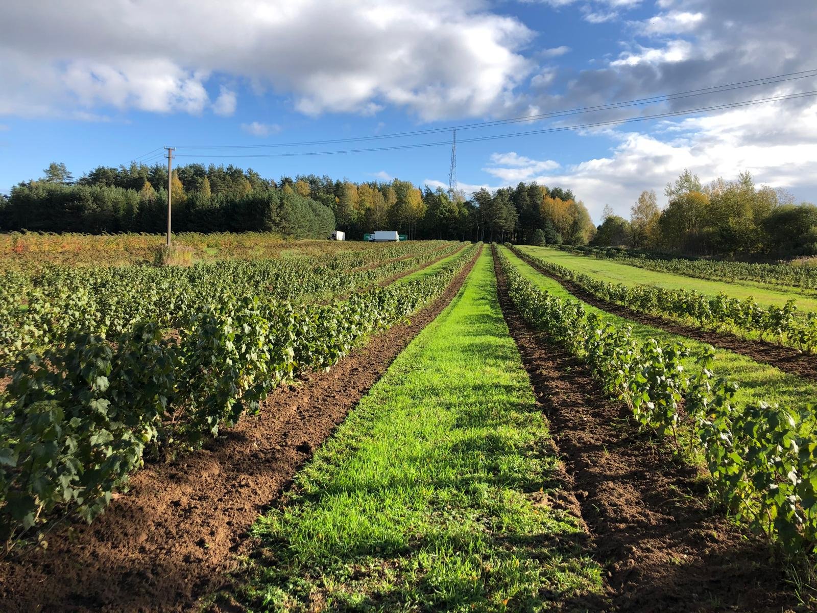Rollhacke типа Berrypark Roll- und Fingerhacke / Orchard Weeder, Neumaschine в Michałowo (Фотография 14)
