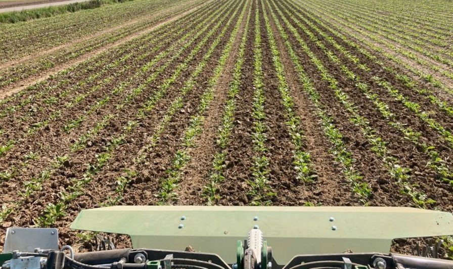 Rollhacke типа DicksonKerner VR650, Gebrauchtmaschine в Aislingen (Фотография 4)