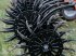 Rollhacke του τύπου Jar-Met 9m Rollhacke Rotorstriegel Rollstriegel 900, Neumaschine σε Tiefenbach (Φωτογραφία 7)