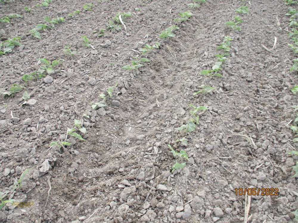 Rollhacke a típus Sonstige Vart-Agro Rollhacke 6,1 m (opt. mit Striegel) - Rollstriegel - Rotorstriegel, Neumaschine ekkor: Ditzingen (Kép 12)