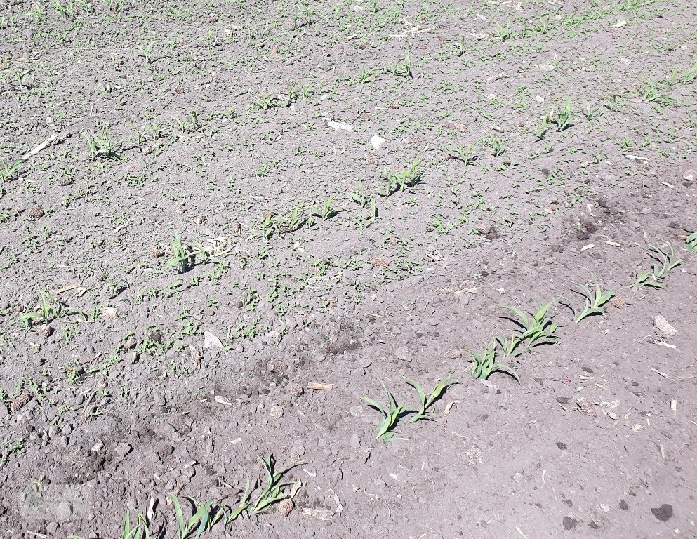 Rotorstriegel des Typs Agriterra ECO-Star 620, Gebrauchtmaschine in Donnersdorf (Bild 2)