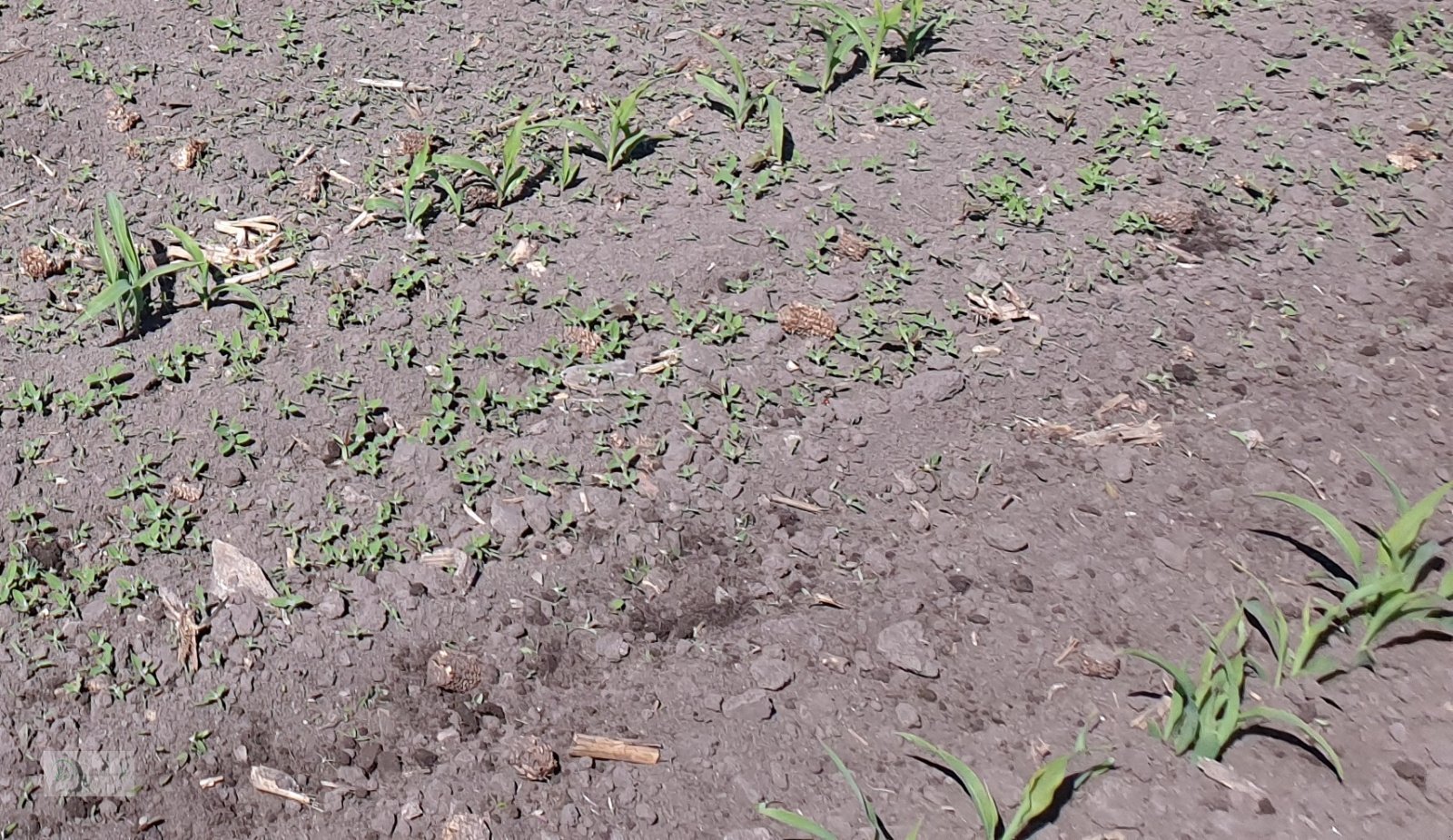 Rotorstriegel des Typs Agriterra ECO-Star 620, Gebrauchtmaschine in Donnersdorf (Bild 3)