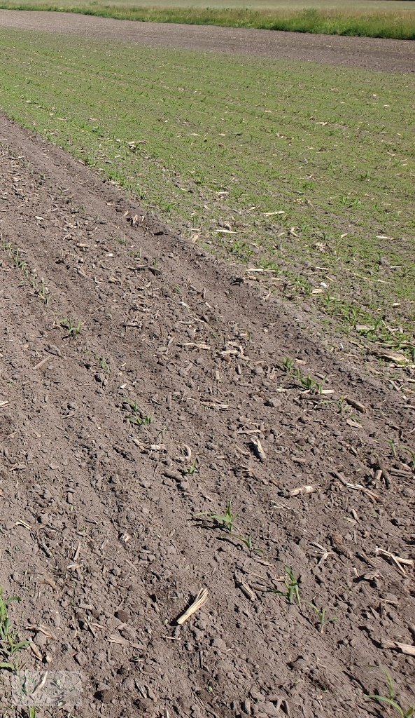 Rotorstriegel des Typs Agriterra ECO-Star 620, Gebrauchtmaschine in Donnersdorf (Bild 15)