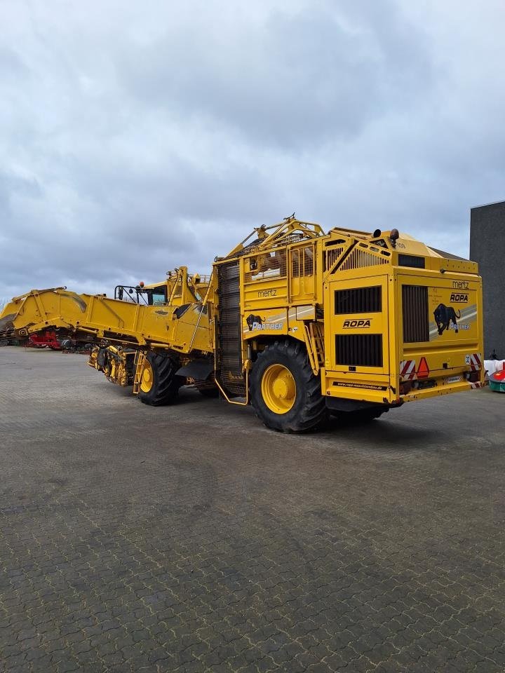 Rübenroder del tipo ROPA ROPA PANTHER, Gebrauchtmaschine In Maribo (Immagine 2)