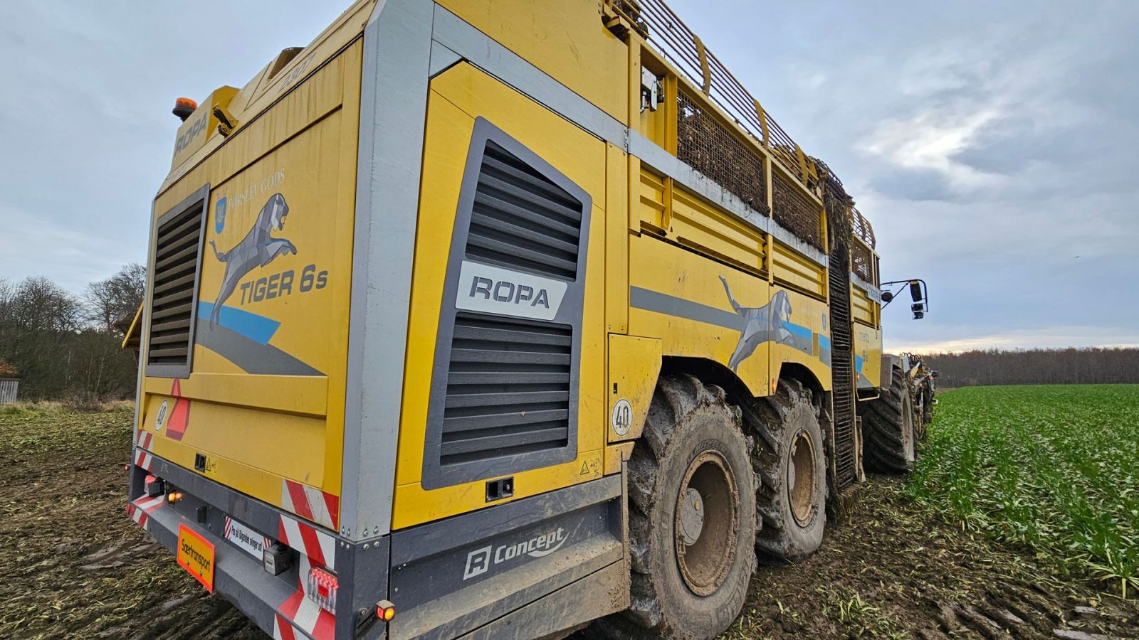 Rübenroder des Typs ROPA Tiger 6S Tiger 6 S, Gebrauchtmaschine in Nykøbing Falster (Bild 8)