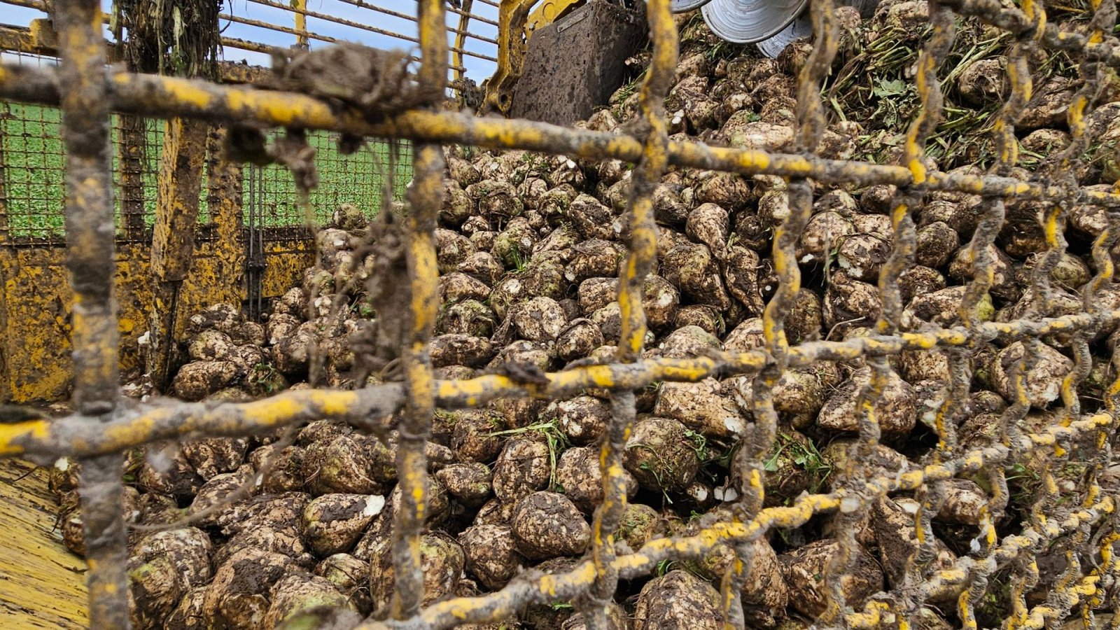 Rübenroder des Typs ROPA Tiger 6S Tiger 6 S, Gebrauchtmaschine in Nykøbing Falster (Bild 10)