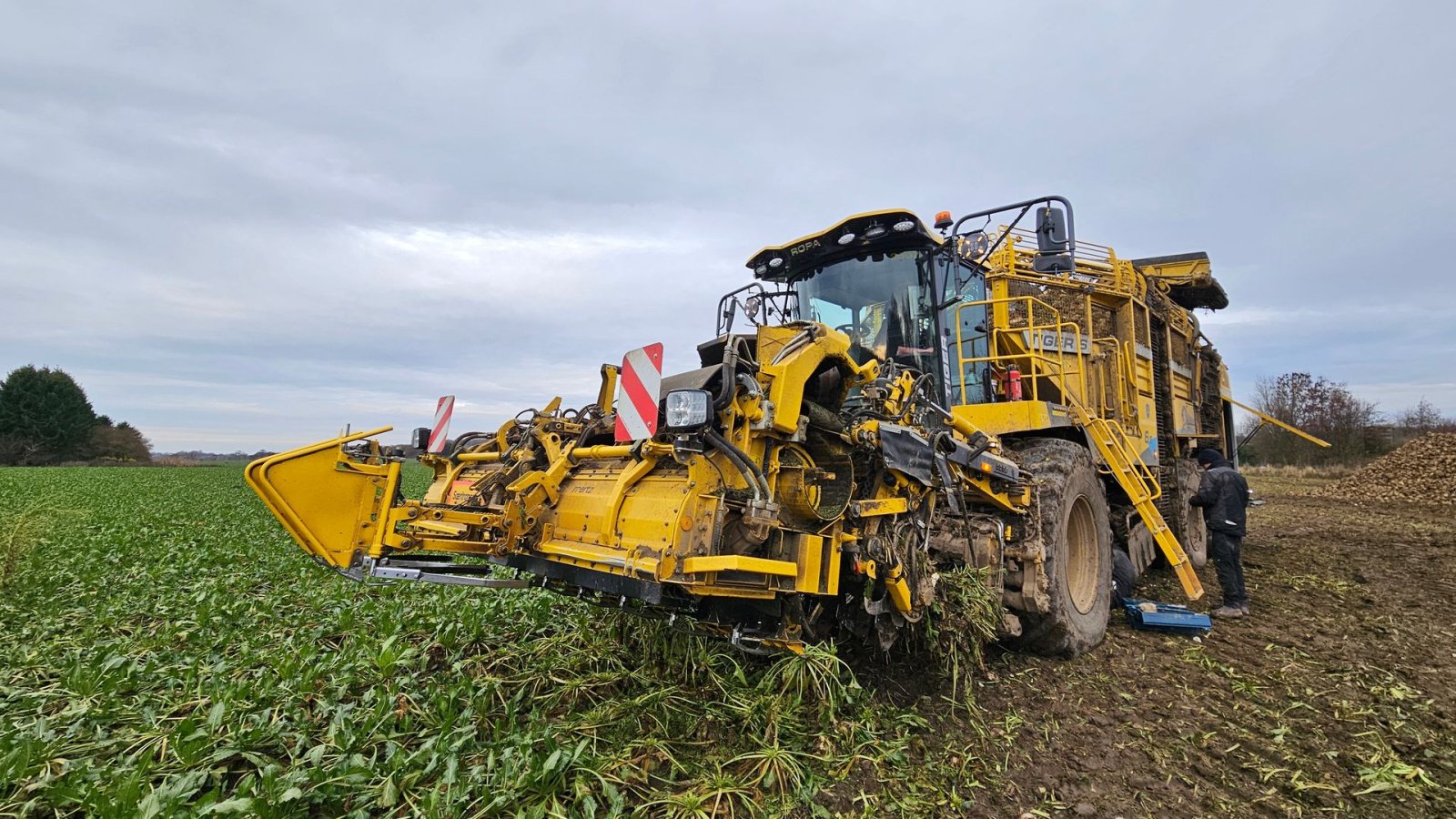 Rübenroder des Typs ROPA Tiger 6S Tiger 6 S, Gebrauchtmaschine in Nykøbing Falster (Bild 2)