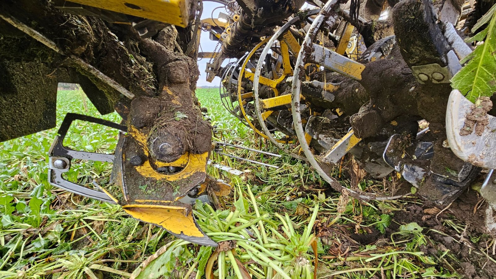 Rübenroder des Typs ROPA Tiger 6S Tiger 6 S, Gebrauchtmaschine in Nykøbing Falster (Bild 4)